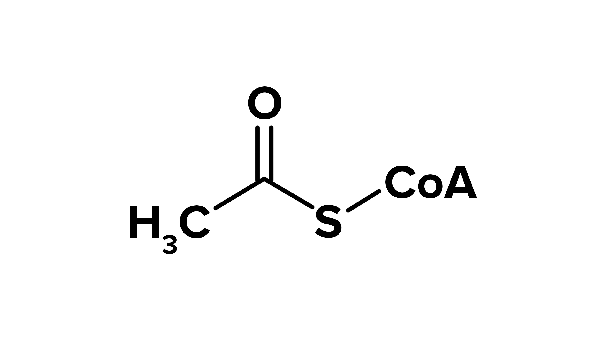 <p> main function is to deliver the acetyl group to the citric acid cycle to be oxidized for energy production</p>