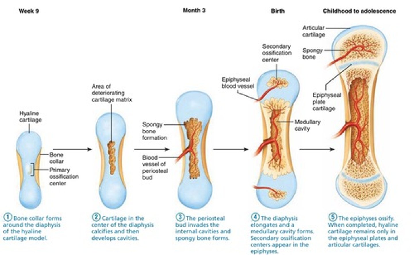 <p>1. Development of cartilage model<br>2. Growth of cartilage model<br>3. Development of primary ossification center<br>4. Development of medullary cavity<br>5. Development of secondary ossification center<br>6. Formation of articular cartilage &amp; epiphyseal plate</p>