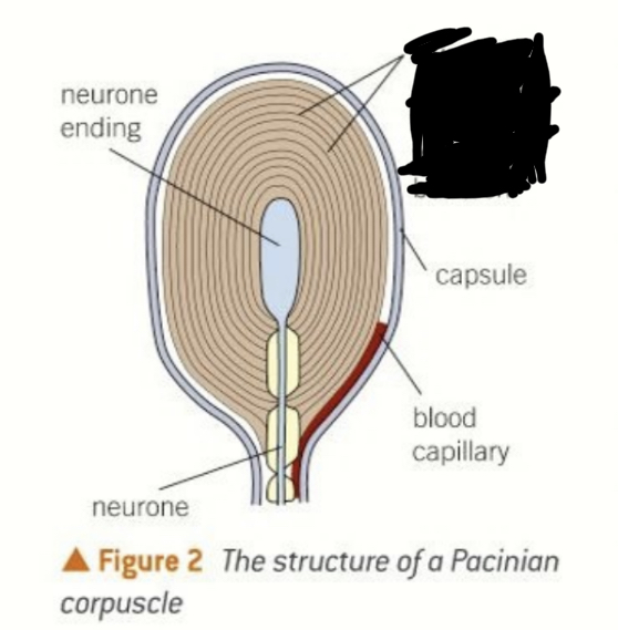 This is an image of the Pacinian corpuscle, what is the name of the missing label?