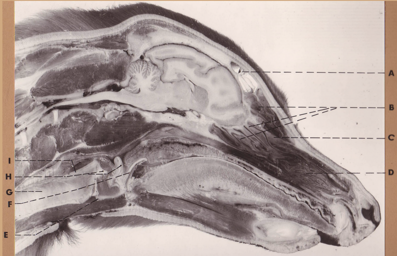 <p>C </p><p>(dog head, sagittal/medial)</p>