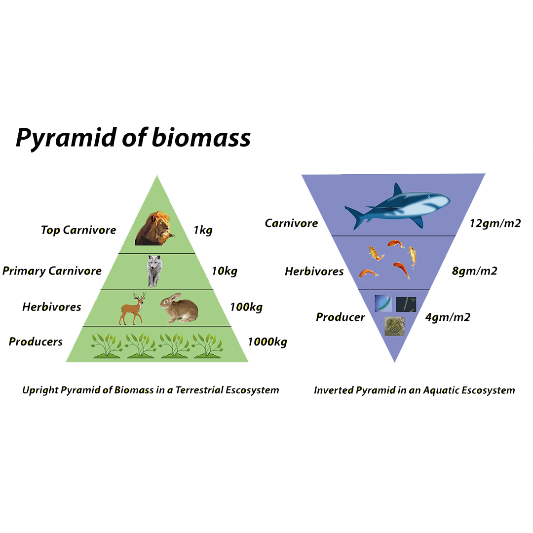 <ul><li><p>Aquatic ecosystems: phytoplankton are very small and have high protein content —&gt; they are very efficient producers&nbsp;</p><ul><li><p>Because phytoplankton are so small, the aquatic ecosystem food pyramid is flipped </p></li></ul></li><li><p>In terrestrial ecosystems the numbers, biomass and energy levels are always higher for autotrophs and heterotrophs (more plants than animals!) </p></li></ul><p></p>