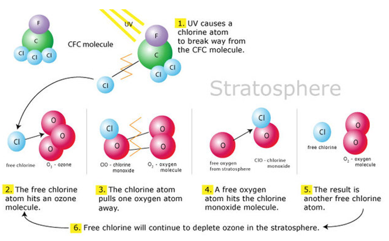 <ul><li><p>Montreal Protocol (1987) – targets CFC’s* </p></li></ul><p></p>