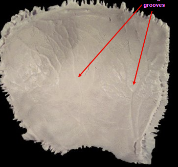 <p>What are the arrows?</p>