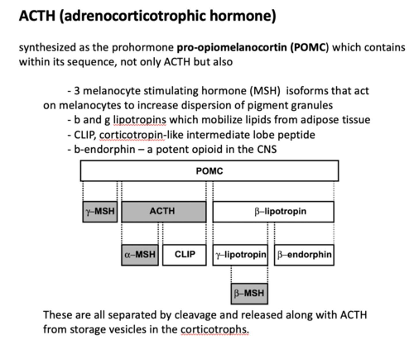 <p>POMC</p>