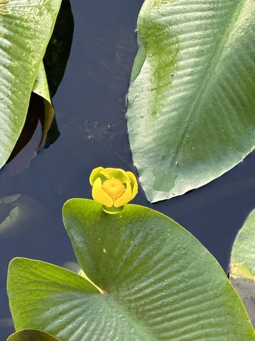 <p>aquatic herb with floating/submerged leaves, very long petioles, simple leaves with basal notch, rounded lobes, yellow spherical flowers</p>