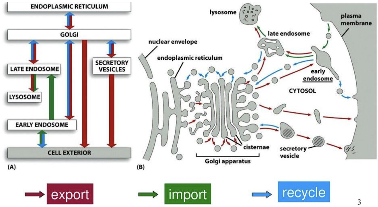 <p>From late endosomes, early endosomes, or secretory vesicles to the Golgi and to the ER. Recycling can also occur from an early endosome to the cell exterior. </p>