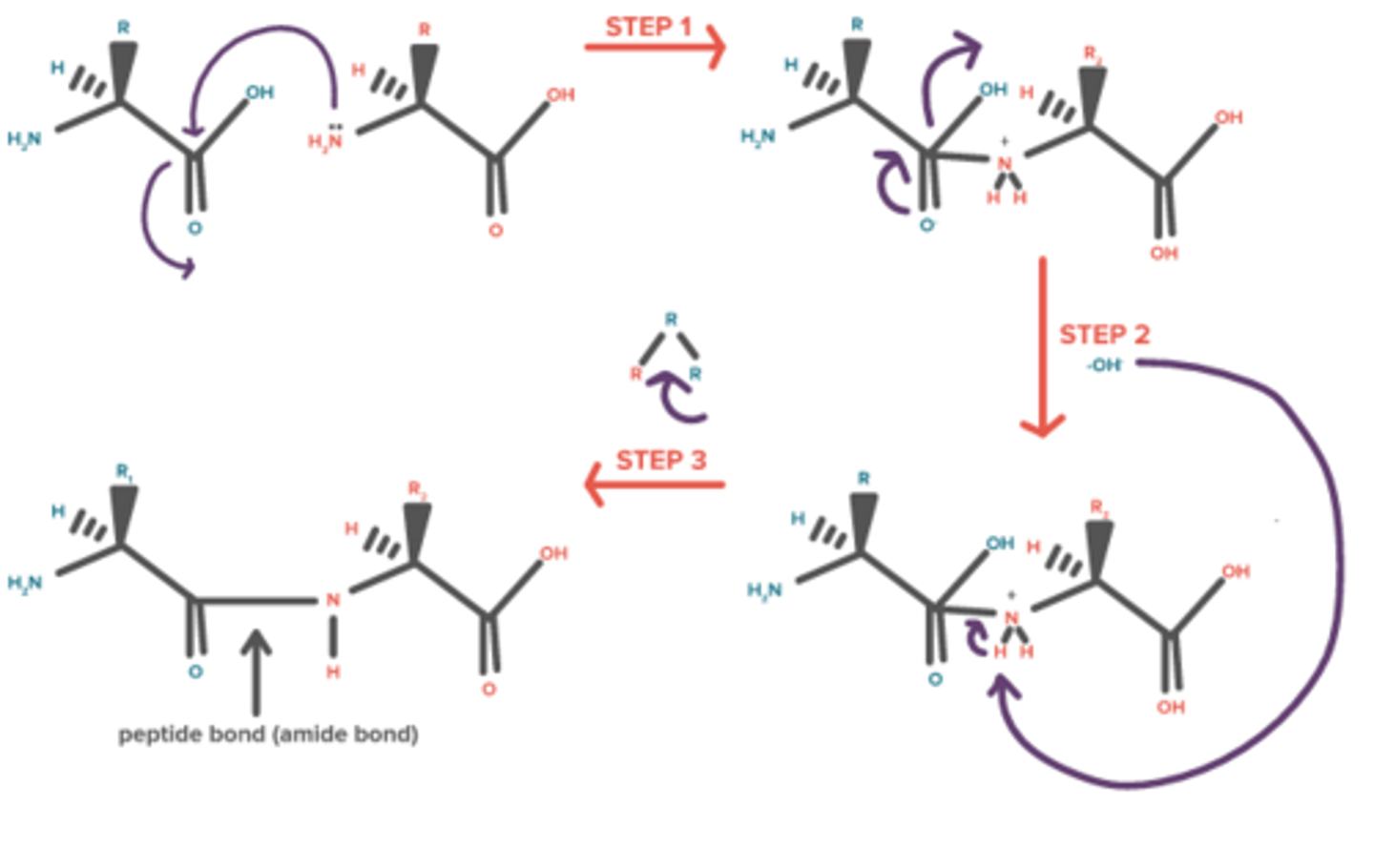 <p>Nucleophile: Amine</p><p>Electrophile : Carbonyl Carbon of Carboxyl</p>