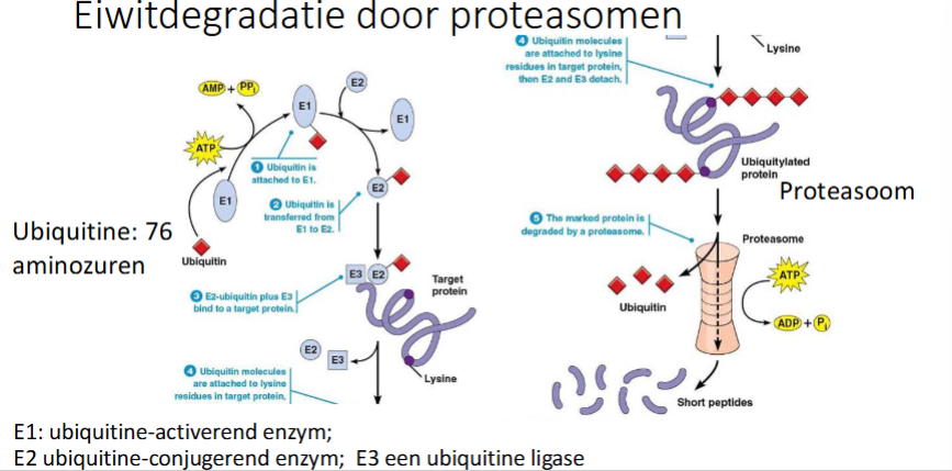 <ul><li><p>Ubiquitine wordt aan E1 (ubiquitine activerend enzyme) gebonden</p></li><li><p>ubiquitine wordt doorgegeven van E1 naar E2 (ubiquitine-conjugerend enzym).</p></li><li><p>Ook E3 (ubiquitine ligase) bindt eraan, het markeert eiwitten die afgebroken moeten worden en zorgt dat ubiquitine op E2 getransereerd wordt naar Lys in het target eiwit dat moet afgbroken worden (dit is poly-ubiquitine → meerdere ubiquitines komen op een eiwit, meerder Lys kunnen ge-ubiquitineerd worden en op 1 Lys kunnen meerdere ubiquitines zitten.</p></li><li><p>Wanneer de ubiquitines gebonden zijn op de Lys van het af te breken eiwit, zullen E2 en E3 dissociëren</p></li><li><p>Het ge-ubiquitineerde eiwit wordt herkend door proteasoom</p></li><li><p>het proteasoom hydrolyseert de eiwitten tot kleine peptiden</p></li></ul><p></p>