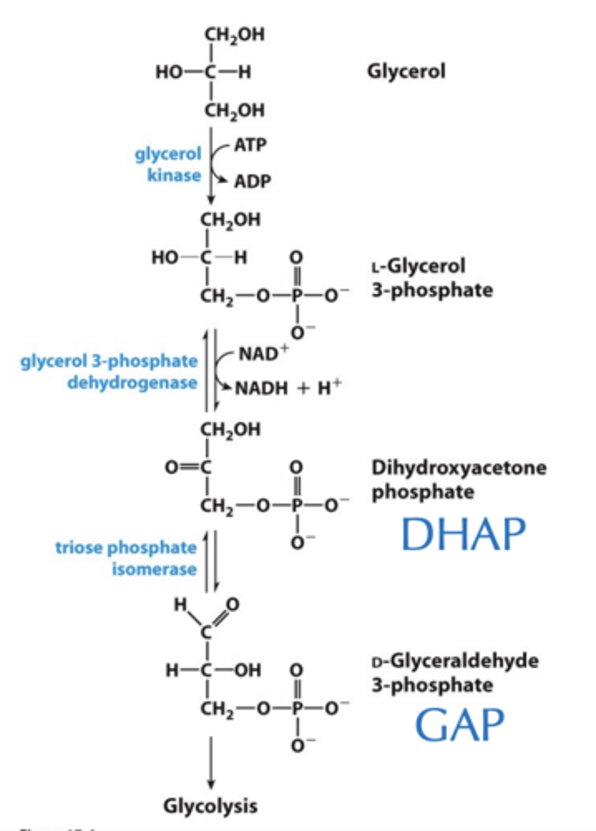 <p>Glycerol kinase activates glycerol at the expense of ATP.</p>