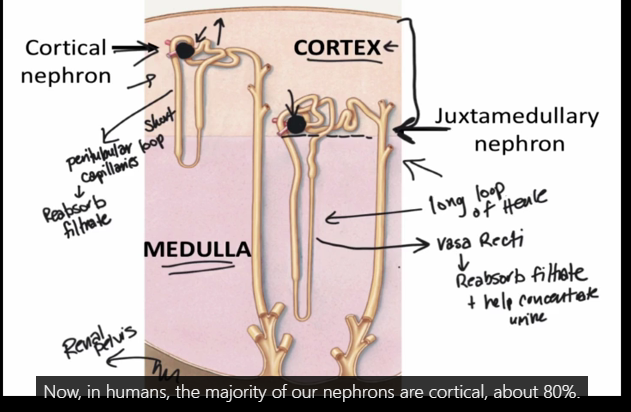 <p><span style="font-size: inherit">Nephrons are positioned in two different ways within the layers of the kidney. Nephrons are categorized based on this positioning and some anatomical differences, as being either a <strong>cortical nephron</strong> or <strong>juxtamedullary nephron</strong>. Both nephron types still filter blood similarly, and both process the fluid that is filtered in much the same ways as the filtrate fluid passes through the tubule segments.</span></p><p><span style="font-size: inherit">Humans have many more cortical nephrons than juxtamedullary nephrons. Approximately 80% of all nephrons in a human kidney are categorized as cortical, whereas 20% are juxtamedullary. The ratio of the two types of nephrons varies between species. &nbsp;There are some key anatomical differences between these two types of nephrons that result in the additional ability of juxtamedullary nephrons to conserve more water.</span></p><p></p><ul><li><p>jux has a long loop of henle </p></li><li><p>cortical has peritubular loop capillaries- job is to reabsorb filtrate</p></li></ul><p>jux <span>are crucial for concentrating urine and conserving water. They are characterized by their location near the medulla and their long loops of Henle, which are essential for creating the conditions needed for urine concentration</span></p>
