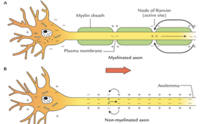 <p><span style="color: rgb(0, 0, 0);">In myelinated axons, action potentials "jump" between nodes of Ranvier:</span></p><p><span style="color: rgb(0, 0, 0);">Na+ channels concentrated at nodes</span></p><p><span style="color: rgb(0, 0, 0);">Signal "jumps" between nodes (saltatory conduction)</span></p><p><span style="color: rgb(0, 0, 0);">Much faster conduction velocity</span></p><p><span style="color: rgb(0, 0, 0);">More energy efficient</span></p><p><span style="color: rgb(0, 0, 0);">The more myelin and larger the axon diameter, the faster the signal transmission</span></p>