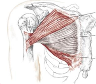 <p>what muscle is this </p>