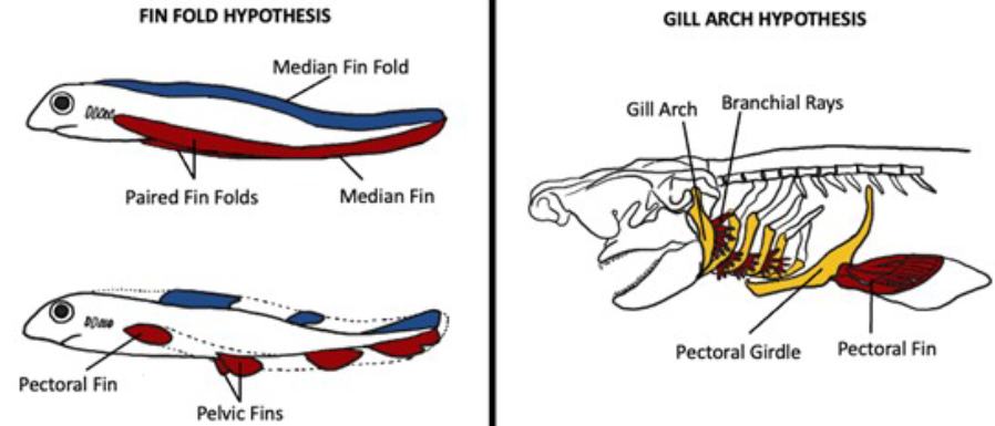 <ul><li><p>The <strong>fin-fold theory</strong> suggests limbs evolved from longitudinal, segmented flank folds. </p></li><li><p>The <strong>gill-arch theory</strong> proposes pectoral fins and girdles derived from ancestral gill support structures.</p></li></ul><p></p>