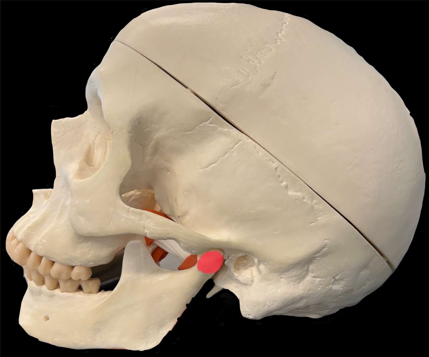 What is highlighted in red?