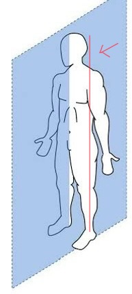 <p>runs <strong>vertically </strong>through the body, separating it into right and left portions</p>