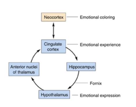 <p>limbic structures - links cortex with hypothalamus </p><p>starts at<strong> neocortex</strong> when seeing/processing something - gives us reasoning and controls response → <strong>cingulate cortex</strong>- emotional experience - connects with emotional memory → <strong>hippocampus</strong> connects the experience and expression→ <strong>hypothalamus</strong>- emotional expression- look of fear, happiness and releases neurohormones → <strong>anterior nuclei of thalamus</strong>- sensory related</p>