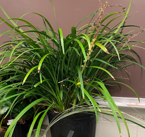 <ul><li><p>different types of varieties</p></li><li><p>one to two foot long leaves\</p></li><li><p>gets anthracnose</p></li></ul><p></p>