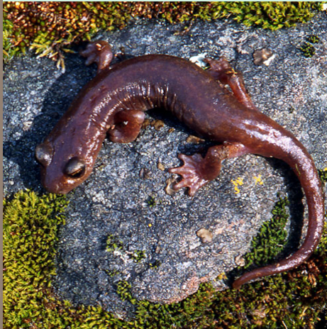 <p><span>Limestone salamander. Plain brown above and pale below</span></p>