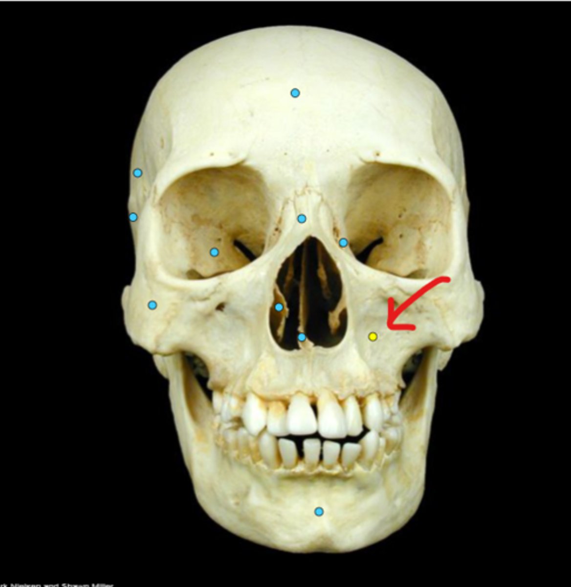 knowt flashcard image
