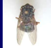 <p>Head + thorax + abdomen + 3 pairs</p>
