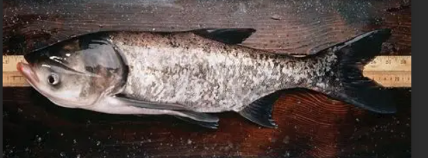 <p>What fish is this and how do you know</p>