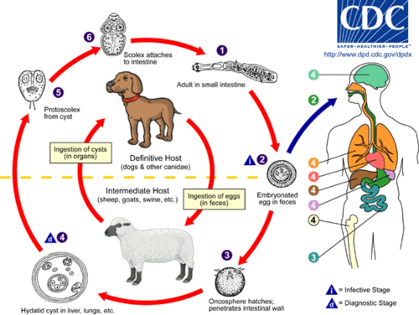 <p>Helminth (Cestode)</p><p>disease - intestinal infection</p><p>symptoms - hydatid cysts</p><p>geographic region - worldwide</p><p>transmission - ingestion of eggs</p><p>specimen &amp; identification - radiologic imaging, serology</p><p>pathogenic? - yes</p>