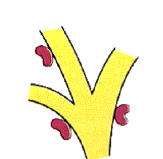 <p>The enzyme is attached to a carrier, such as activated carbon or clay</p>