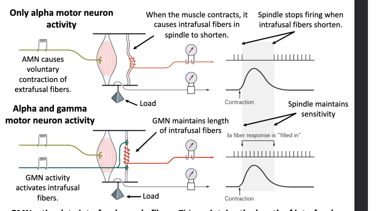 GMNs stimulate intrafusal muscle fibers. This maintains the length of intrafusal fibers and spindle sensitivity during voluntary muscle contractions/movements.
