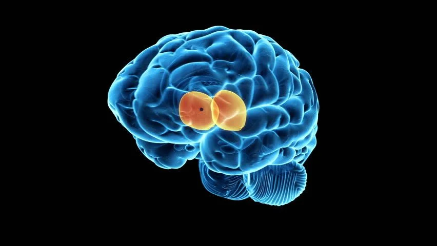 <p>the brain’s sensory control center, located on top of the brainstem; it directs messages to the sensory receiving areas in the cortex and transmits replies to the cerebellum and medulla.</p>
