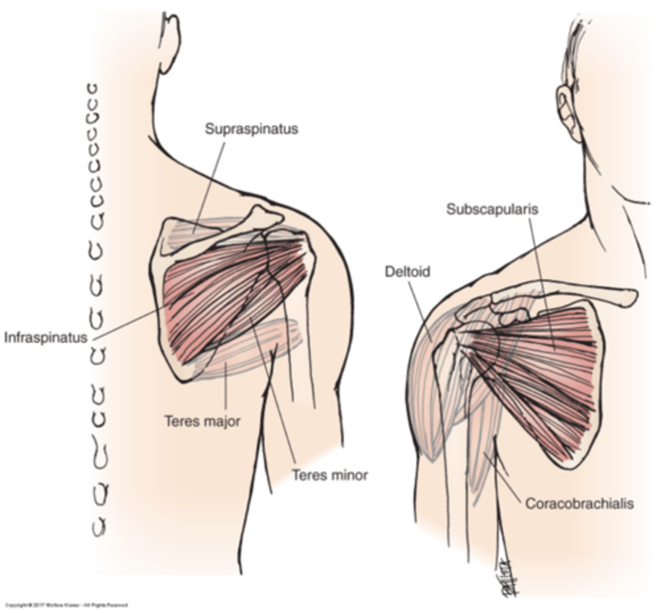 <p>Scapulohumeral muscles</p>