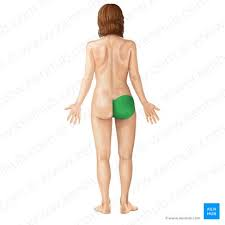 <p>what is the anatomical name for this part?</p>