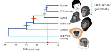 <p>When did human and chimpanzee lineages split?</p>
