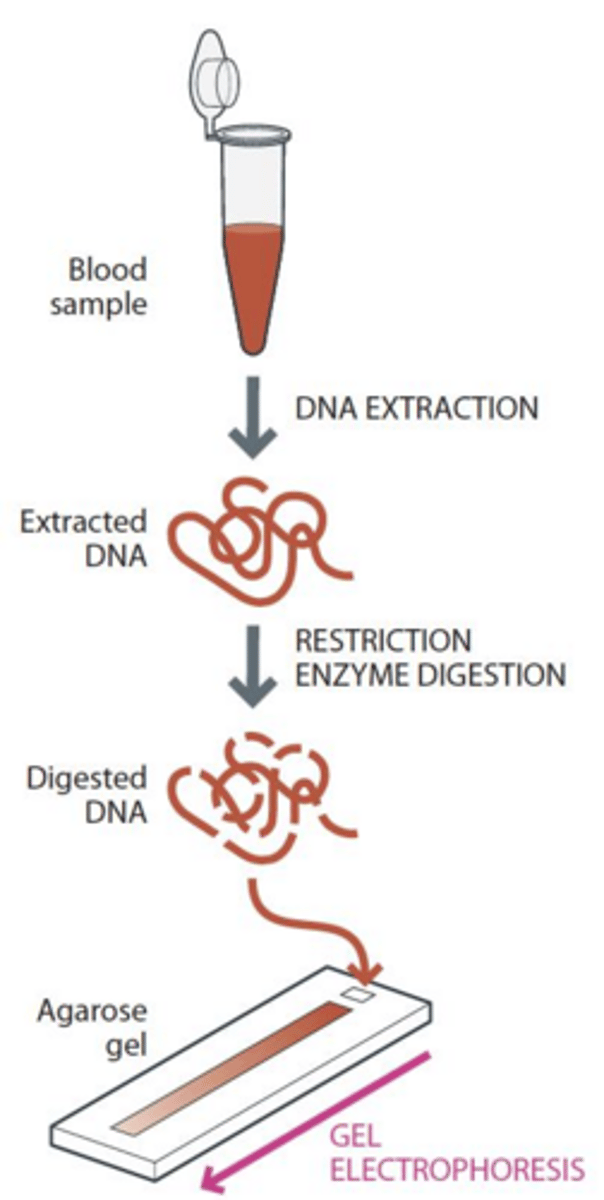 <p>DNA fingerprinting used minisatellites and autoradiography, whereas modern profiling uses PCR to target specific STRs and capillary electrophoresis.</p>