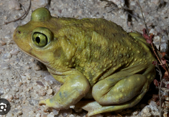 <p><strong><u>Distribution:</u></strong></p><ul><li><p>Nearly worldwide</p></li></ul><p><br><strong><u>Traits:</u></strong></p><ul><li><p>spadefoot</p></li><li><p>plump body</p></li><li><p>narrow head</p></li><li><p>dry habitats</p></li></ul><p></p><p><strong><u>Larval Type:</u></strong></p><p>IV</p>