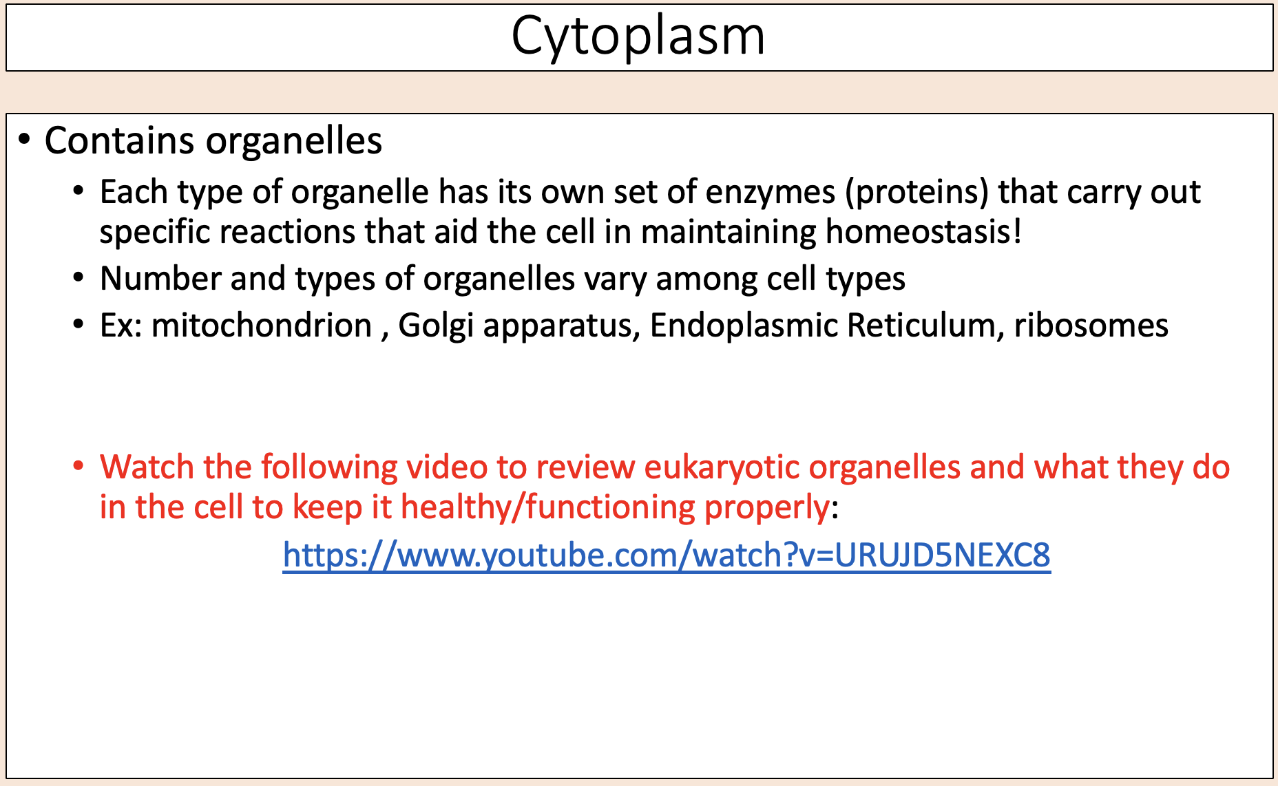 <p>During cellular respiration the mitochondria make ATP molecules that provide the energy for all the cell activities. </p>