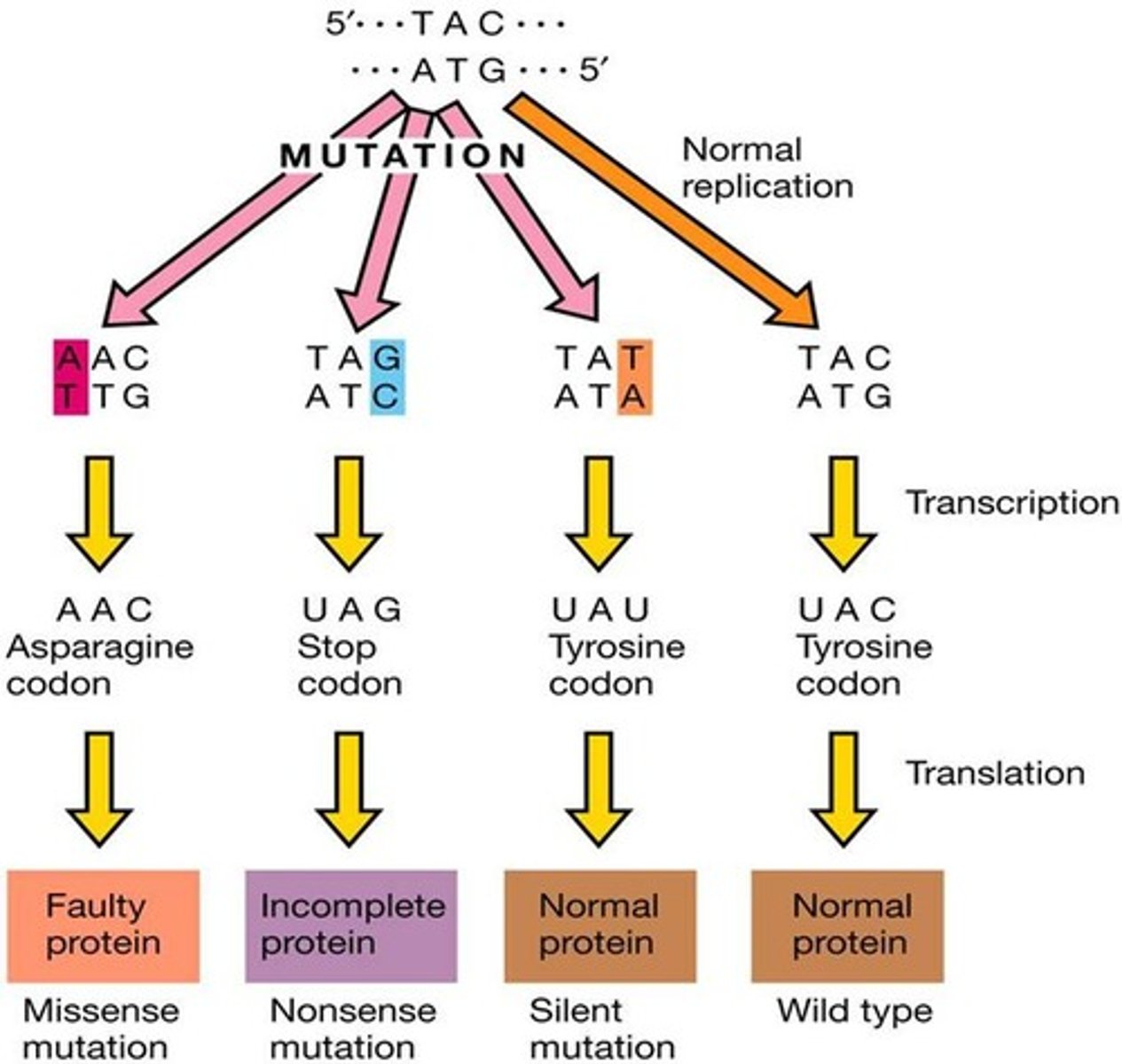 <p>Results in an altered protein function.</p>