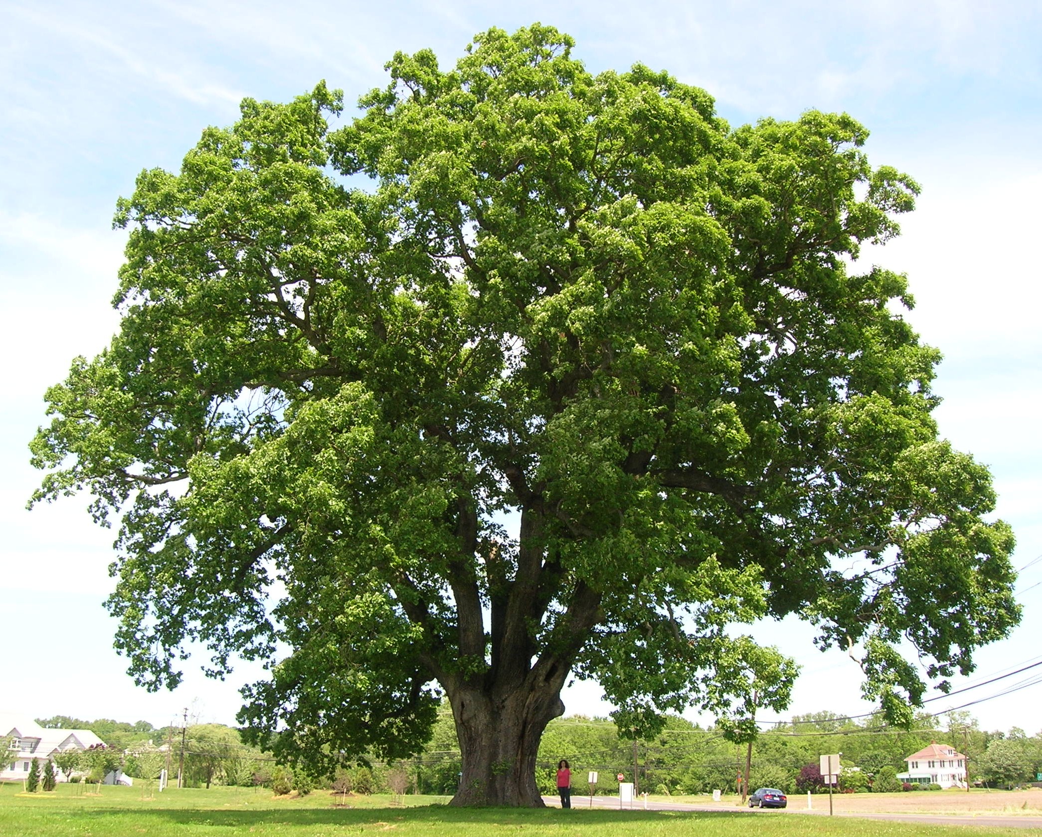 <p>eudicot; Fagaceae; white oak; <span>one of the preeminent hardwoods of eastern and central North America</span></p>