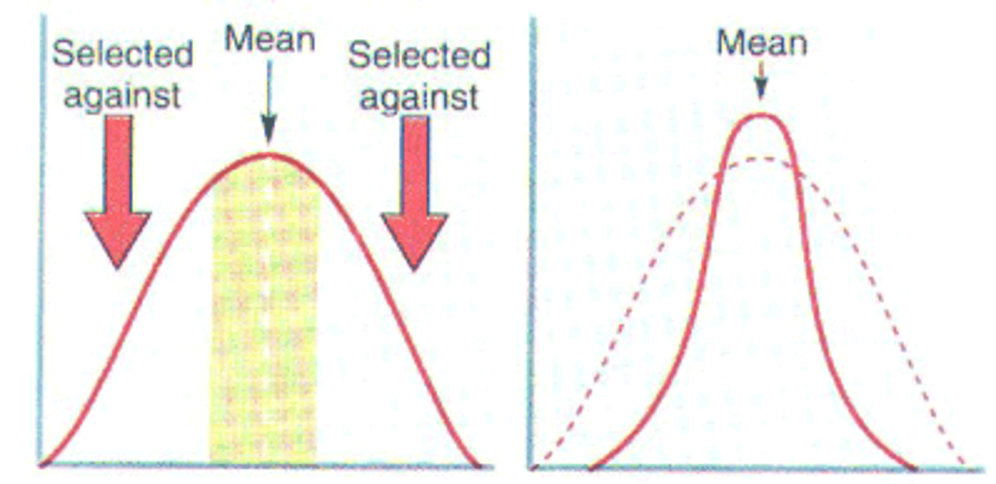 <p>natural selection that favours intermediate phenotypes, and extreme phenotypes are selected against. Stabilising selection decreases genetic variation within a population</p>