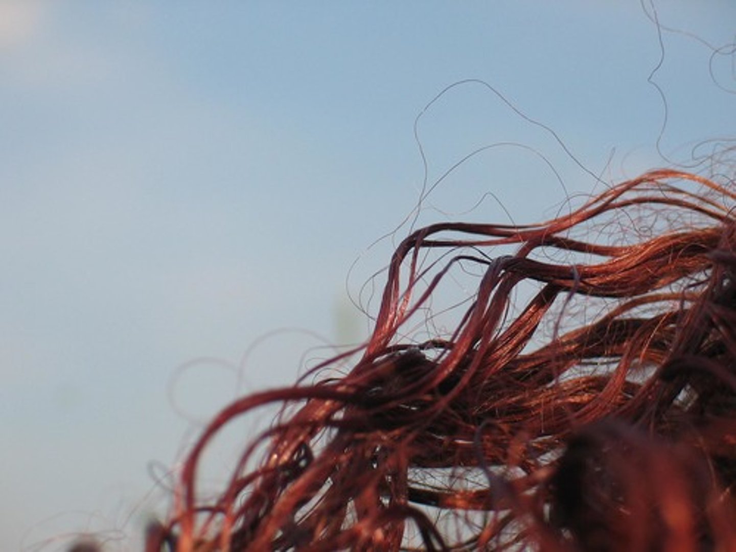<p>the hair</p>