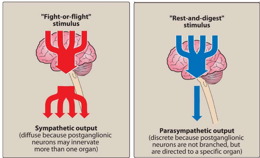 <p><strong>Sympathetic system</strong>: Adjusts body responses to stress (trauma, fear, hypoglycemia, cold, exercise), <span><span> ↑</span></span> heart rate, <span><span> ↑ </span></span>BP, dilates pupils and bronchioles,  <span style="color: red;"><span>↓</span></span> GI motility, and mediates the <strong>fight-or-flight response</strong></p><p></p><p><strong>Parasympathetic system</strong>: Maintains body homeostasis, <strong>essential bodily functions</strong> like digestion and elimination and <strong>opposes sympathetic actions</strong></p><p></p>