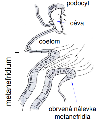 <p>1) podocyt 2) céva 3) coelom 4) obrvená nálevka metanefridia</p>