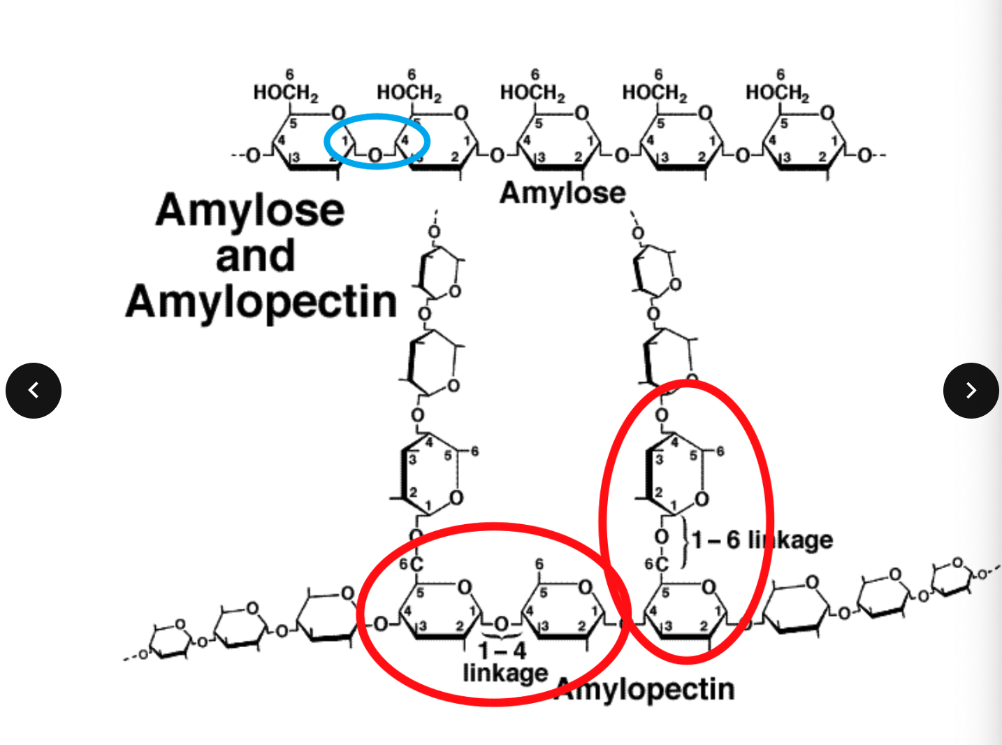 <p>A starch molecule contains hundreds of glucose molecules in</p><p>either</p><p>branched chains: Amylopectin or</p><p>unbranched (coiled) chains: Amylose</p><p>Straight chain polymer of α glucose 1-4 glycosidic</p><p>linkages</p>