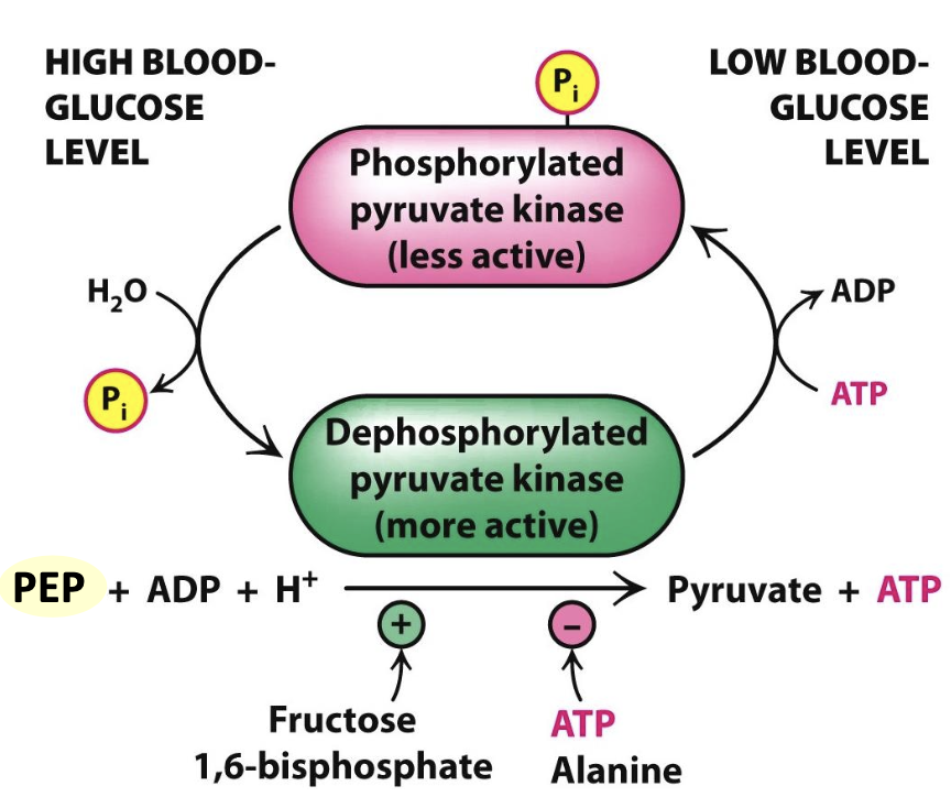 <p>The liver isozyme of pyruvate kinase (L-form) is regulated allosterically by ATP and fructose-1,6-bisphosphate and is also modulated by phosphorylation. When blood glucose is low, phosphorylation decreases liver pyruvate kinase activity, allowing glucose to be conserved for other tissues.</p>