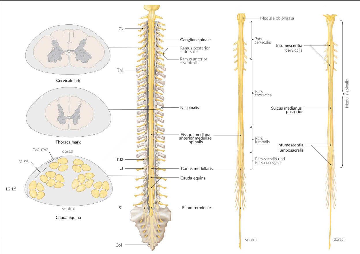 <p>C. At the level of the 2nd sacral vertebra</p>