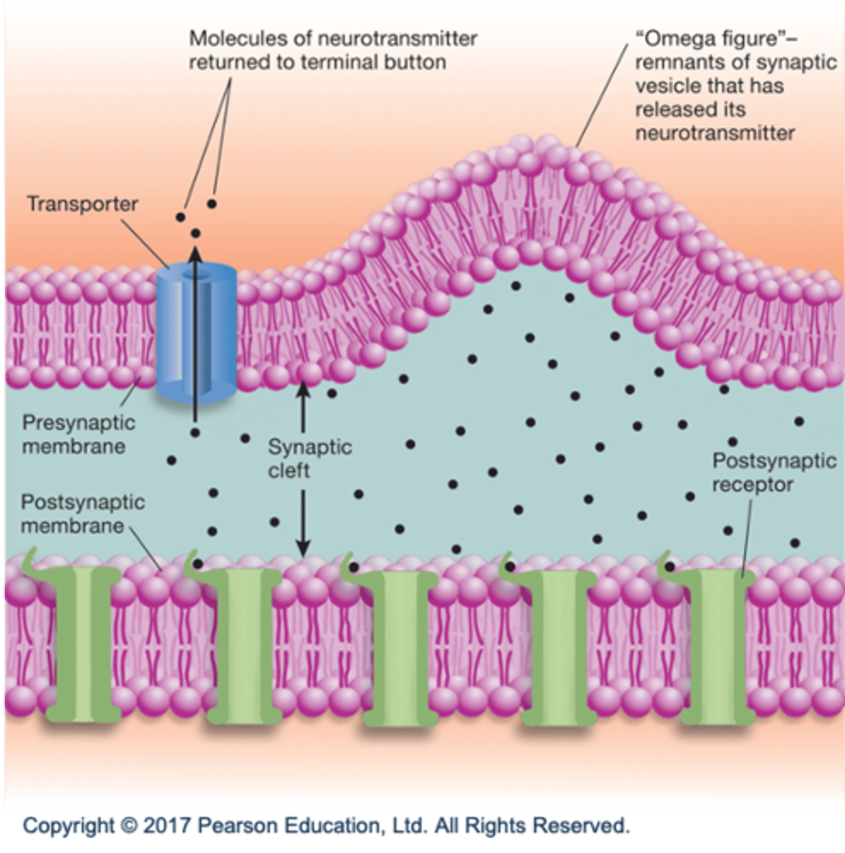 <p>Transmitter taken back by presynaptic terminal via transporter molecules.</p>