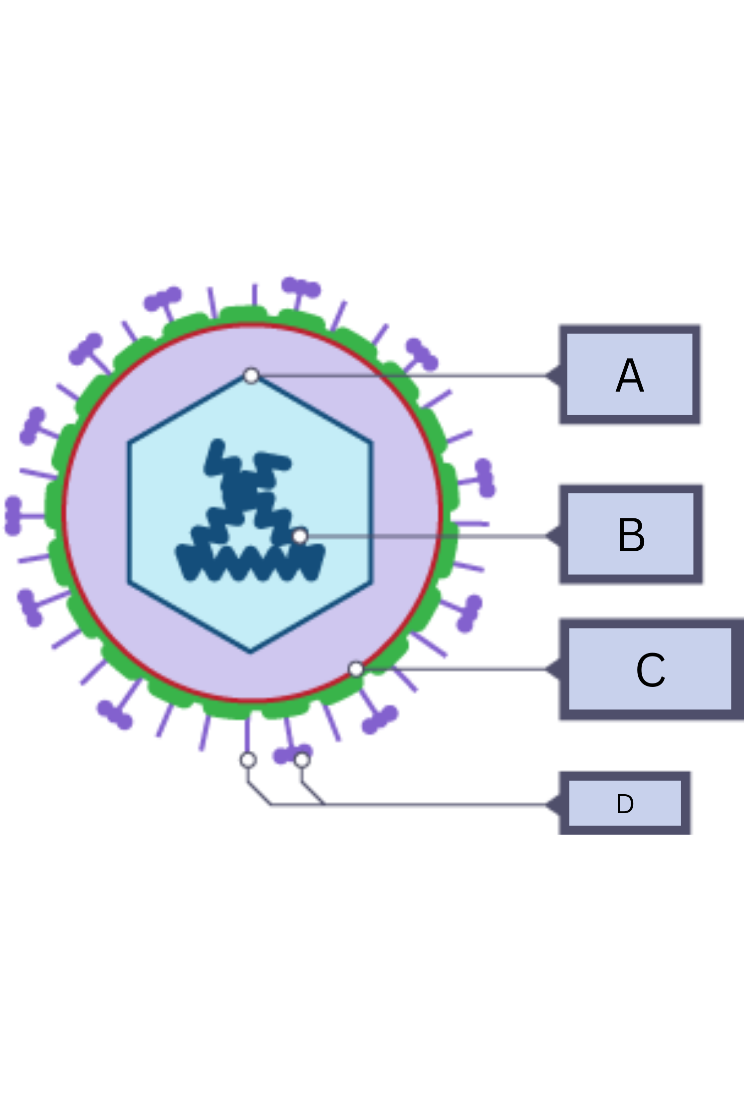 <p>What is <strong>A </strong>on the virus diagram?</p>