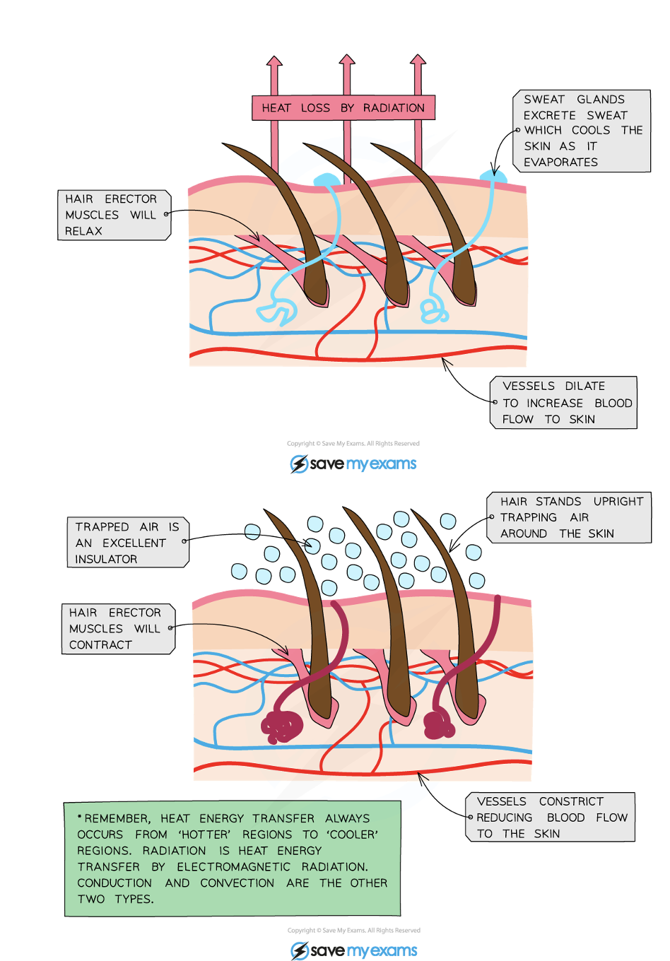 <ul><li><p>When we are <strong>cold </strong>blood flow in capillaries slows down because arterioles leading to the skin capillaries get narrower - this is known as <strong>vasoconstriction</strong></p></li><li><p>This <strong>reduces the amount of heat lost from blood by radiation</strong> as less blood flows through the surface of the skin</p></li><li><p>When we are<strong> hot</strong> blood flow in capillaries increases because blood vessels to the skin capillaries get wider - this is known as <strong>vasodilation</strong></p></li><li><p>This cools the body as blood (which carries heat around the body) is flowing at a faster rate through the skin’s surface and so <strong>more heat is lost by radiation</strong></p><p></p></li></ul><p></p>