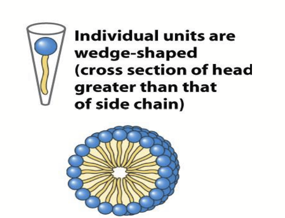 <p>The smallest and simplest lipid aggregate; diameters of ~3-a few hundred nm.</p>