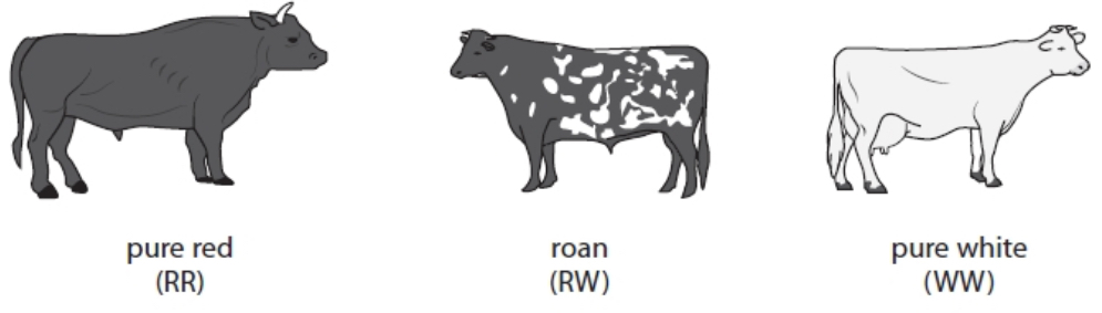 <p>Name the type of inheritance shown in this example</p>