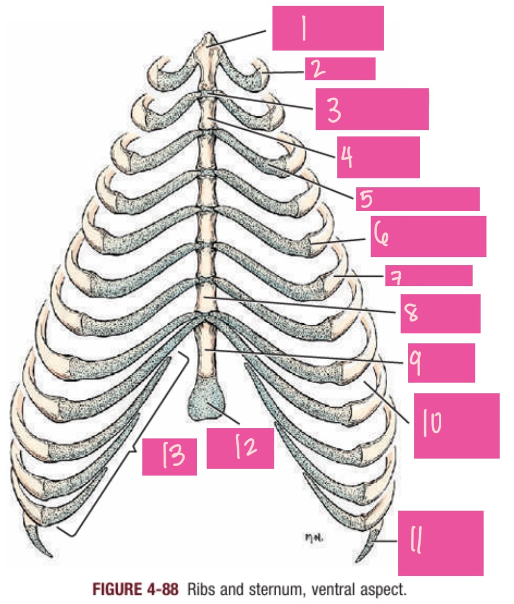 <p>12</p>